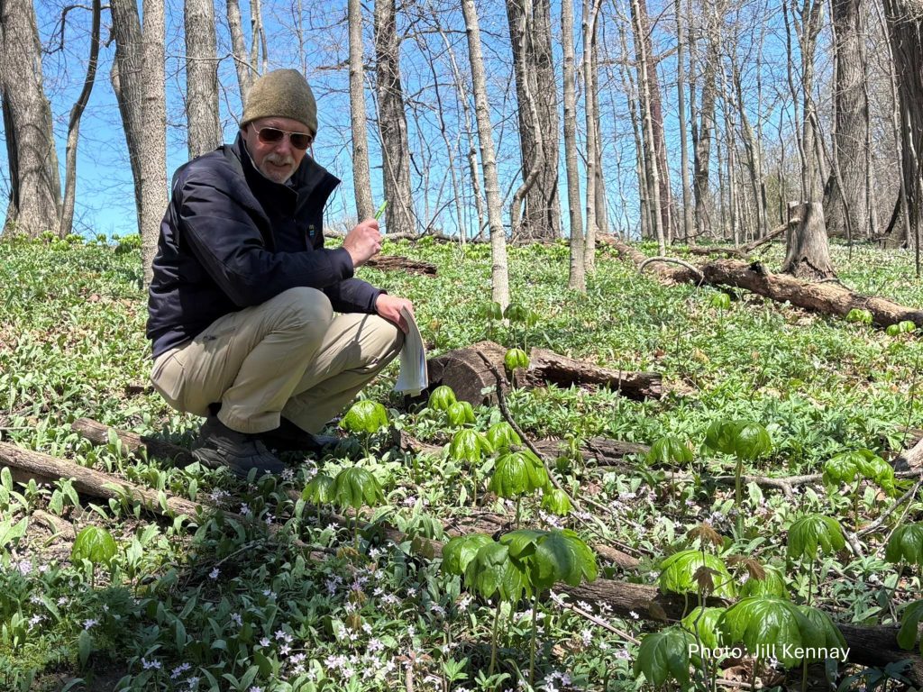 Alan Branhagen, NLI Executive Director, looks at the many spring woodland wildflowers at Blair Road Woodlands.