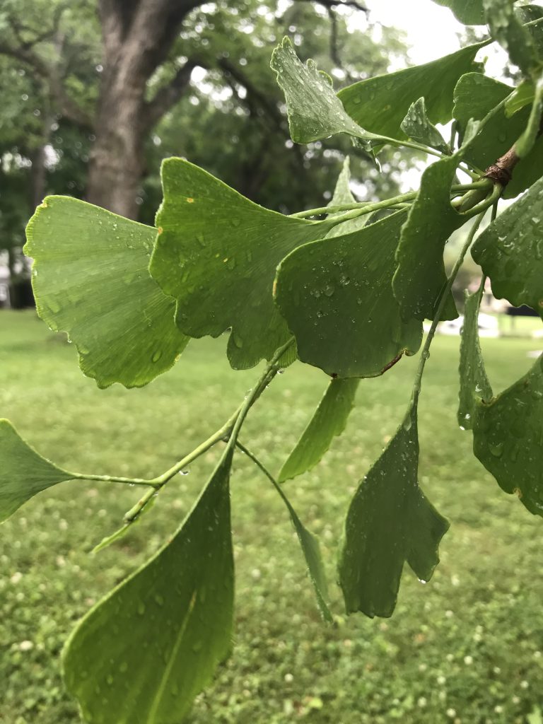 Leaves of a Ginkgo tree at Kelly Park in Morrison.