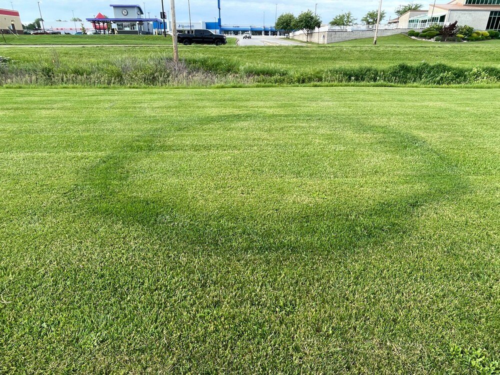 Photo by Ken Johnson, University of Illinois Extension. Caption: Fairy rings commonly appear as dark green, vigorously growing grass.