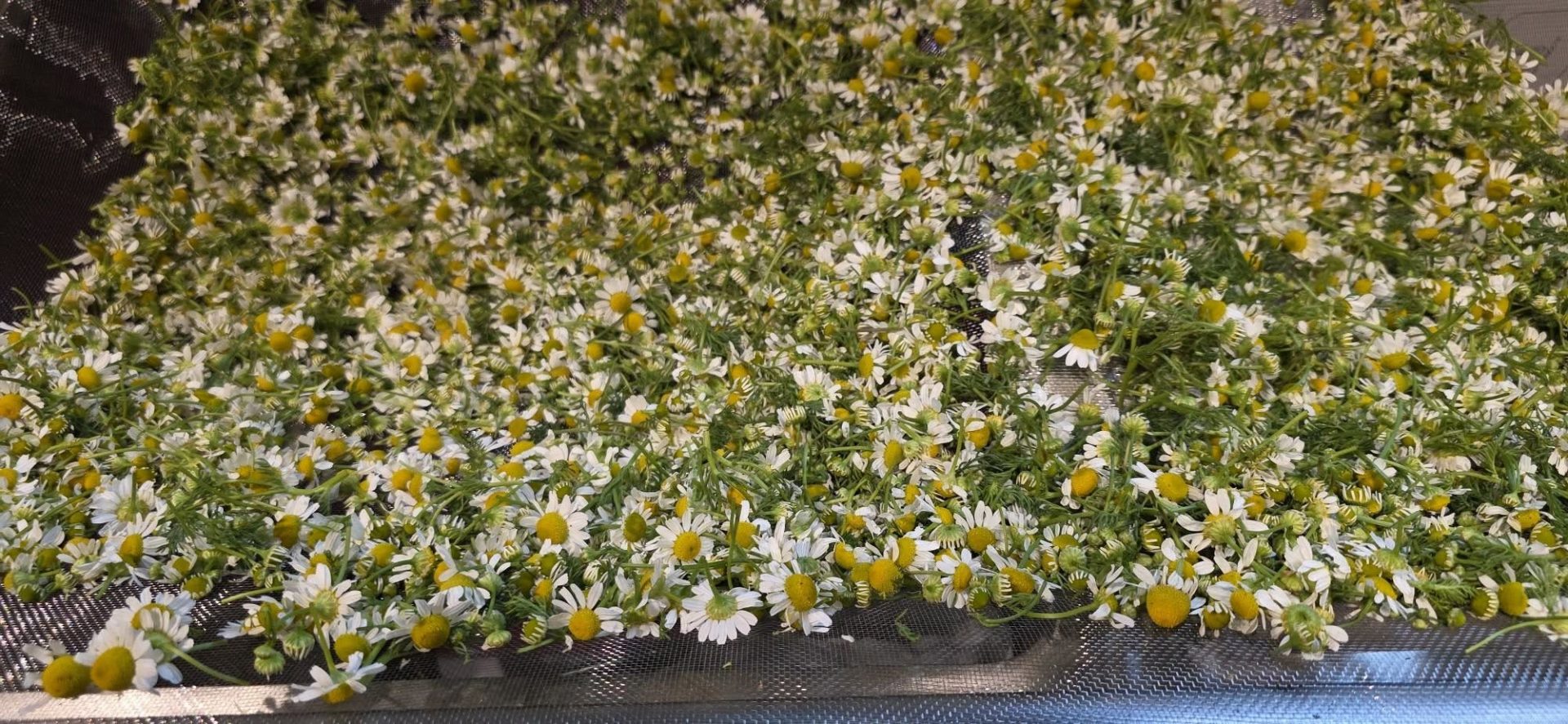 A chamomile harvest by Amanda Norris of Nettle Wood Herbs.