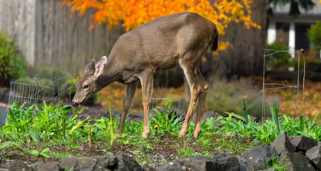 Photo courtesy of Farmers' Almanac.