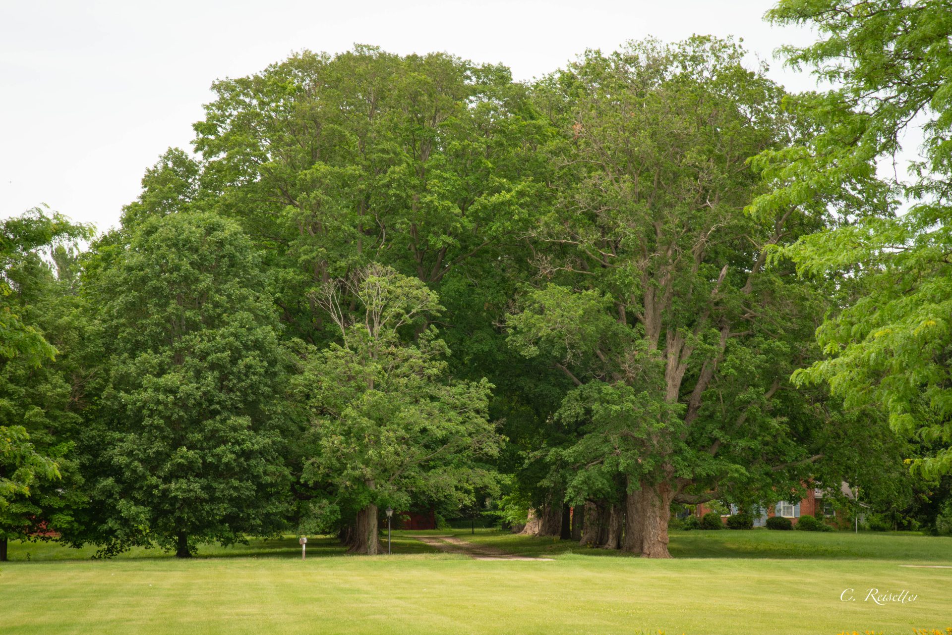 Maple Sugar Allee; photo by Christopher Reisetter.