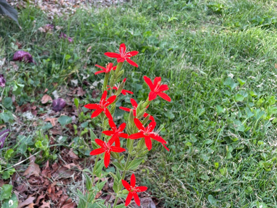Photo by Ken Johnson, University of Illinois Extension. Caption: Royal catchfly produces vibrant red flowers during the summer months.