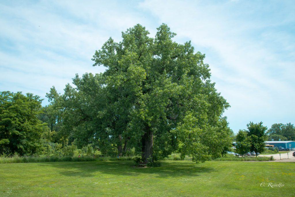NLI's August Tree of the Month is an Eastern Cottonwood located at Nature at the Confluence in South Beloit. It and the species has played a significant role in the history of that site and Native American culture. Photo by Christopher Reisetter.
