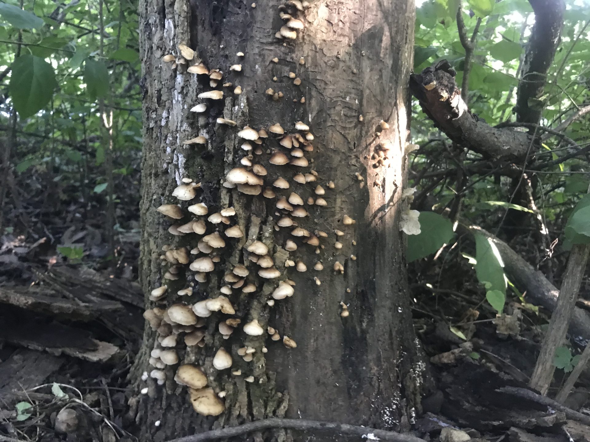 Hiking is a always a great fall activity for families.