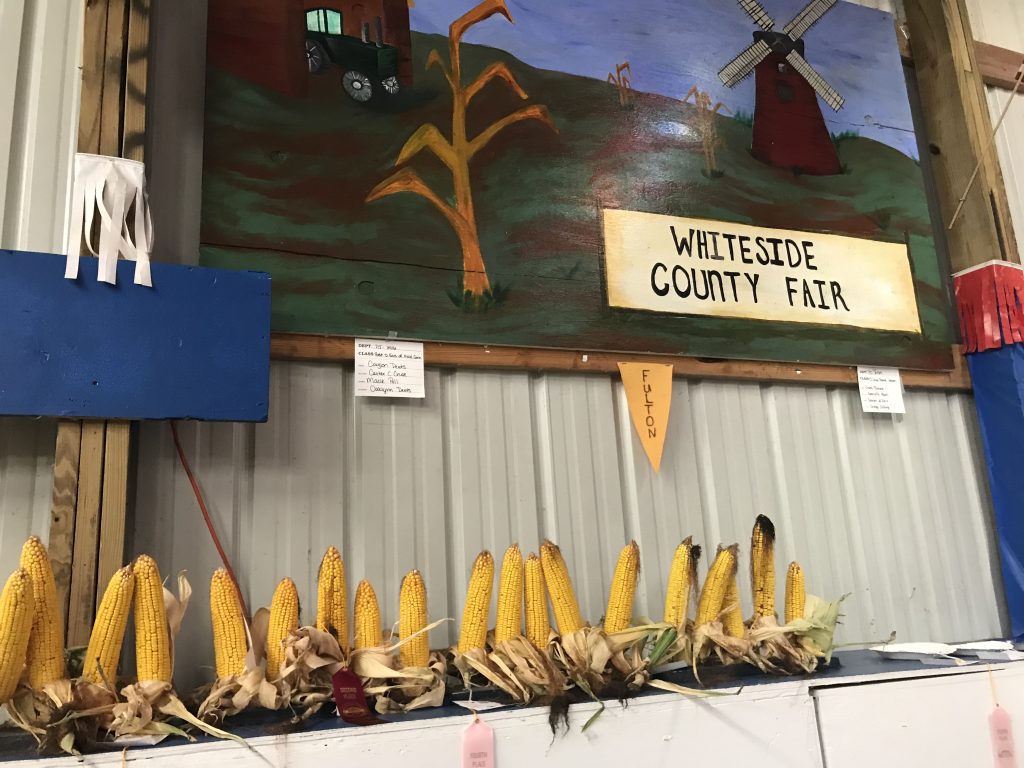 Junior Grains Division display at the Whiteside County Fair.