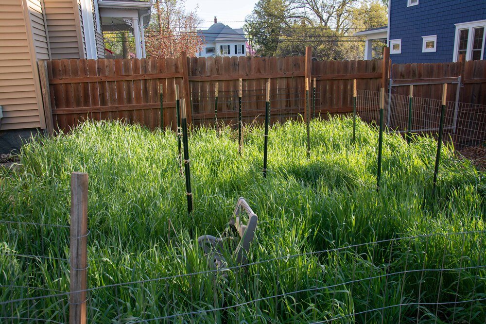 Cover crops, like cereal rye, can have many benefits in the home garden. Photo by Ken Johnson, University of Illinois Extension.